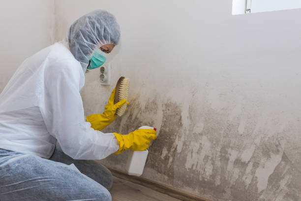 Professional Mold Removal in Maria Stein, OH