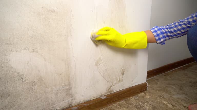 Best Mold Prevention Services  in Maria Stein, OH